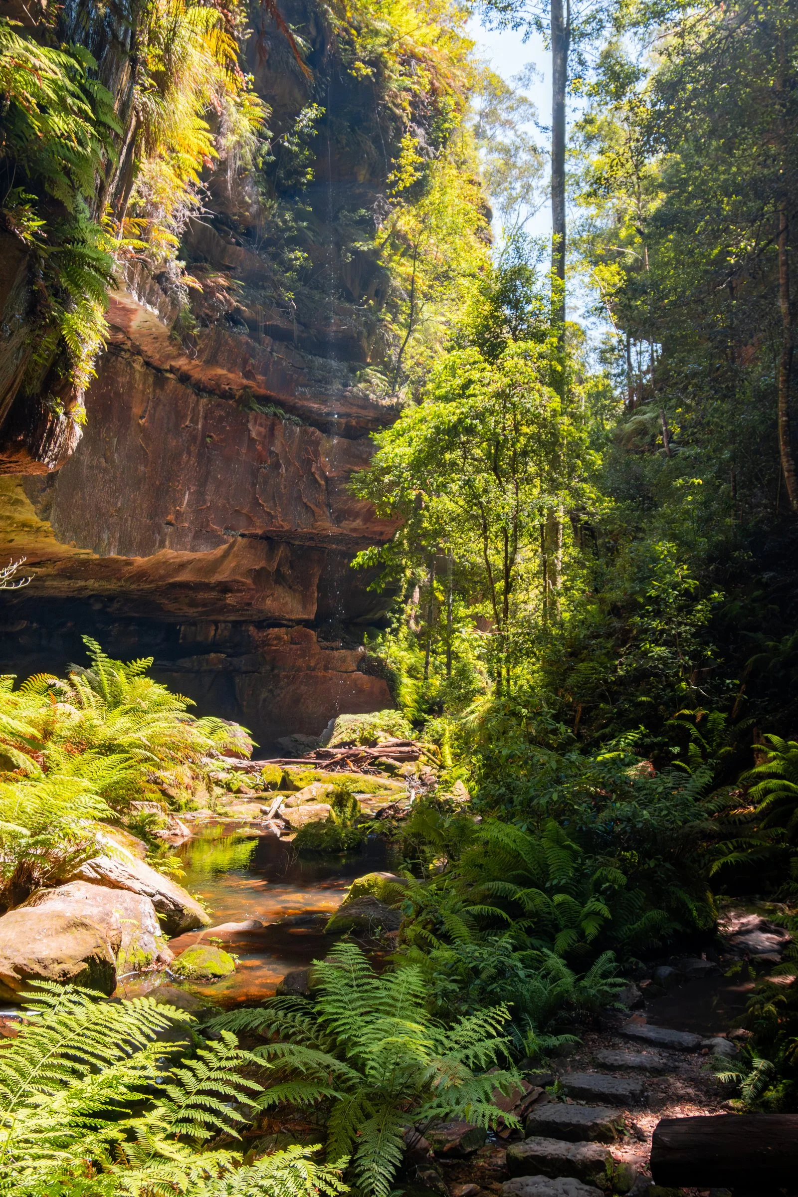 Sunlight reaches a fern-lined forest gorge.